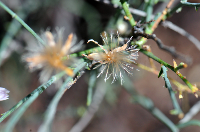 Small Wirelettuce fruits are plumose with white to tan feathery-like hairs (bristles). The form and positioning of these feathery hairs is often diagnostic in species determination. Stephanomeria exigua